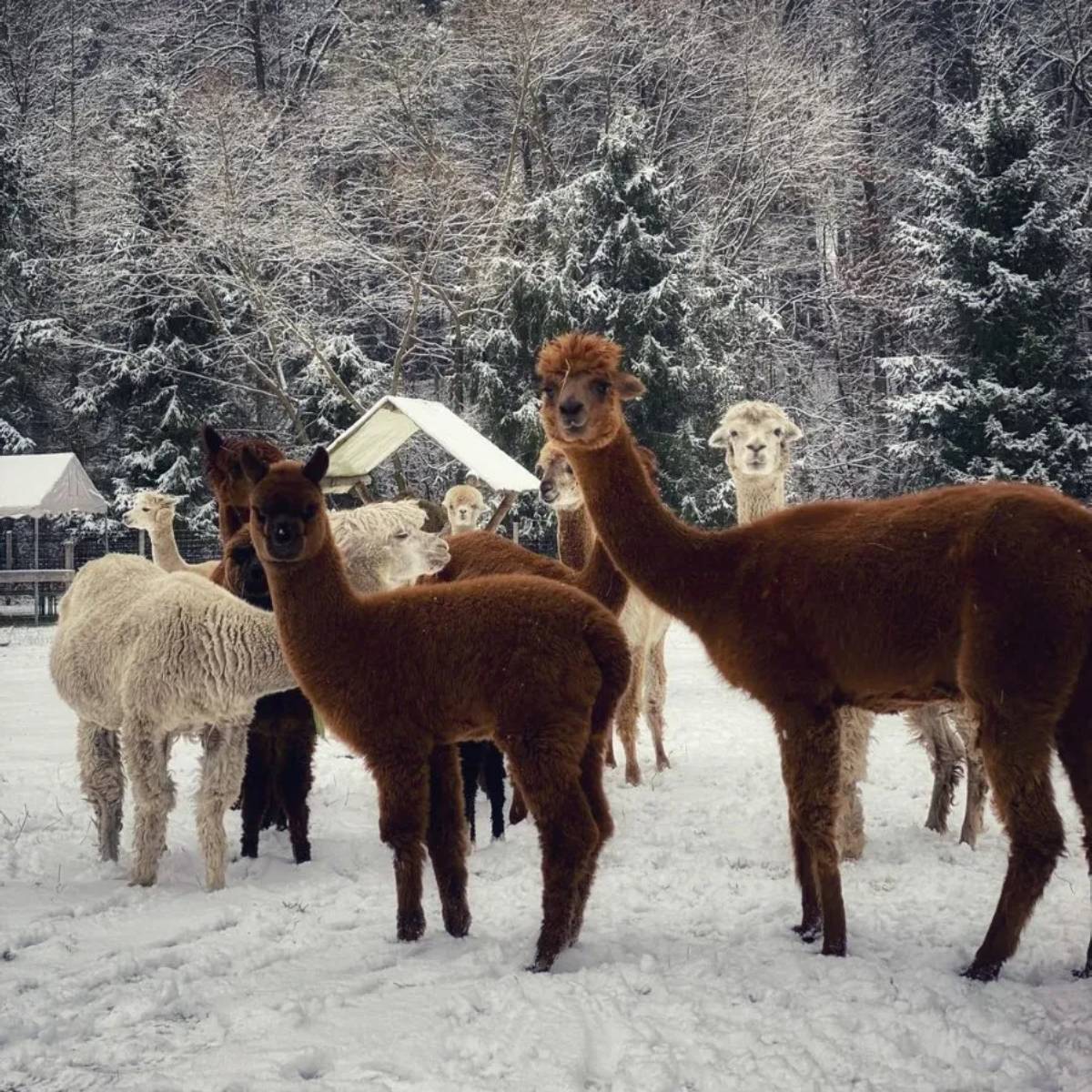 Spacer z Alpaką | Katowice (Siewierz)