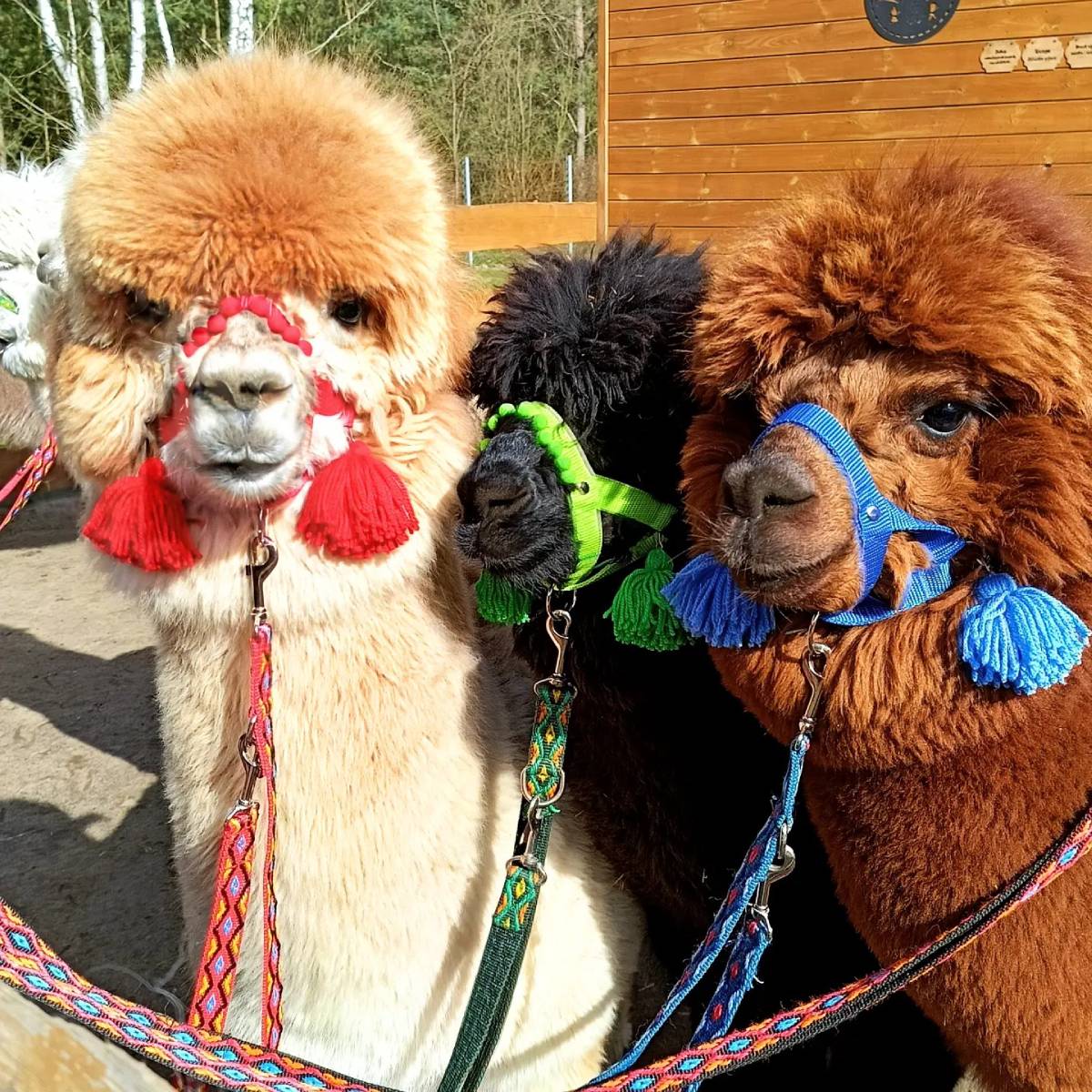 Spacer z alpakami | Warszawa (Zabłocie)