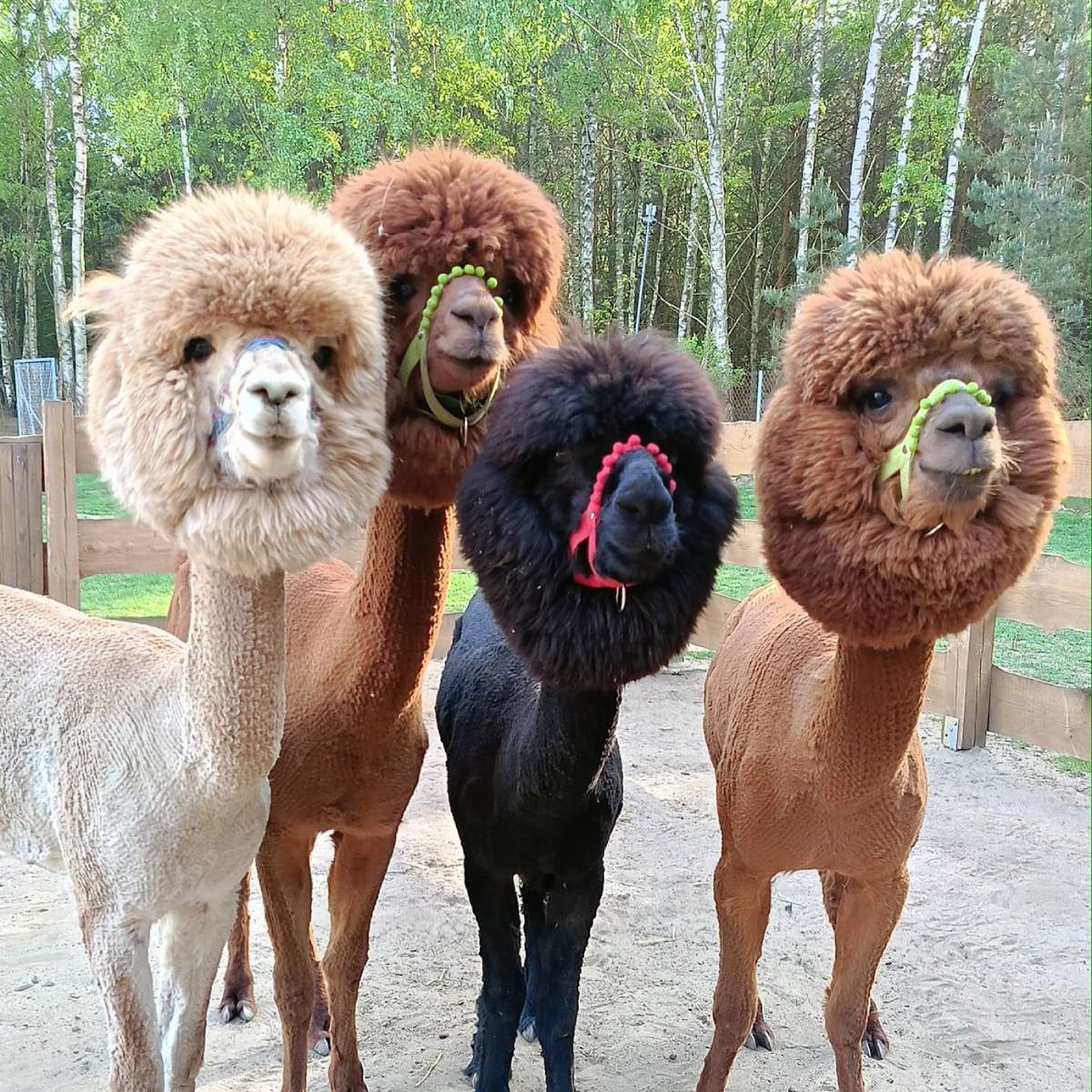 Spacer z alpakami | Warszawa (Zabłocie)