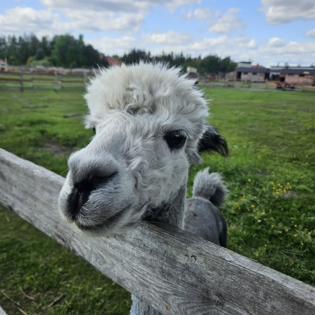 Rodzinne wejście do AlePaka | Bydgoszcz (Przyłęki)