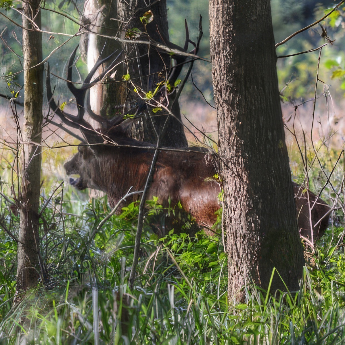Bezkrwawe Łowy - czyli polowanie z aparatem | Chojnice (Szarłat)