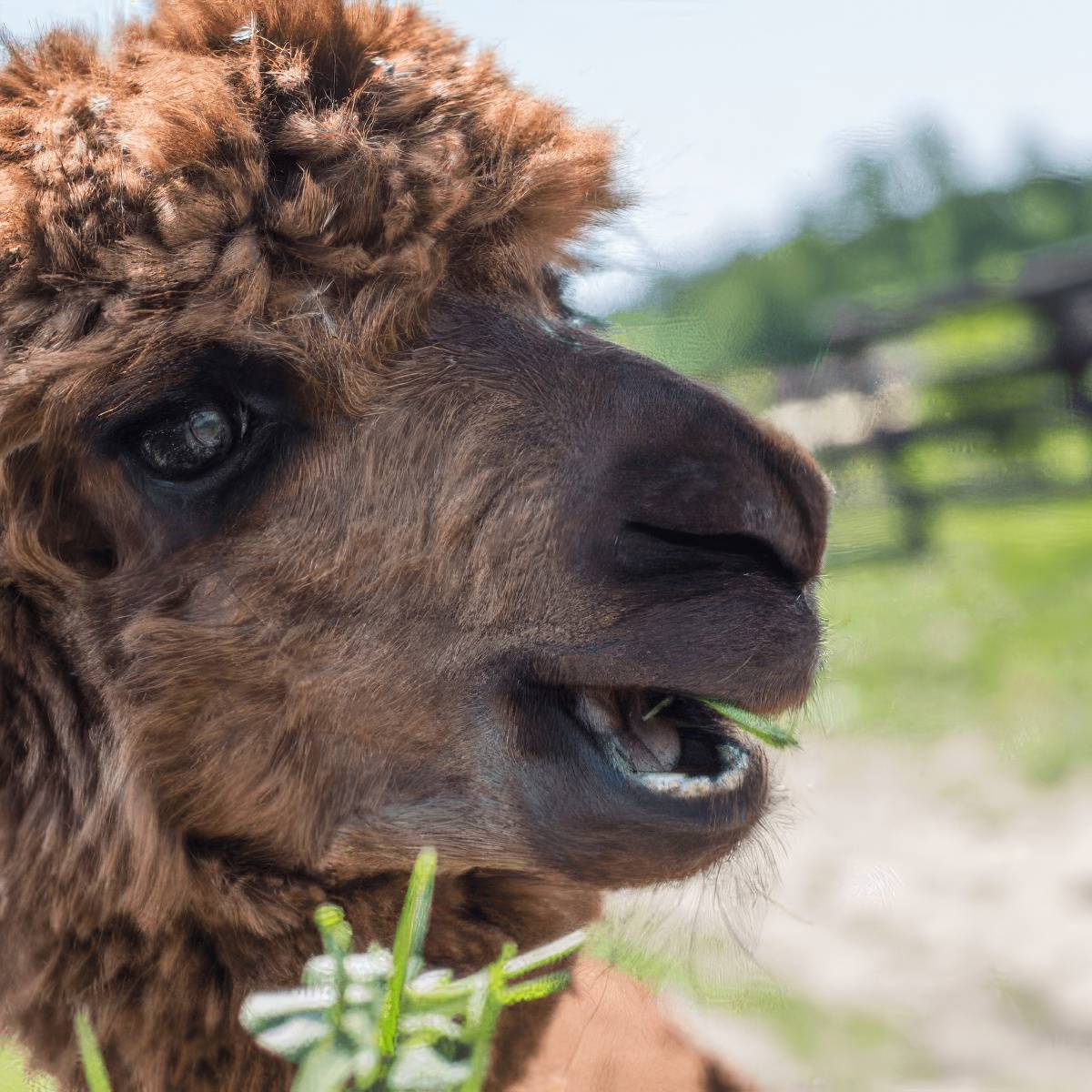 Spacer z Alpaką | Kielce (Sobków)