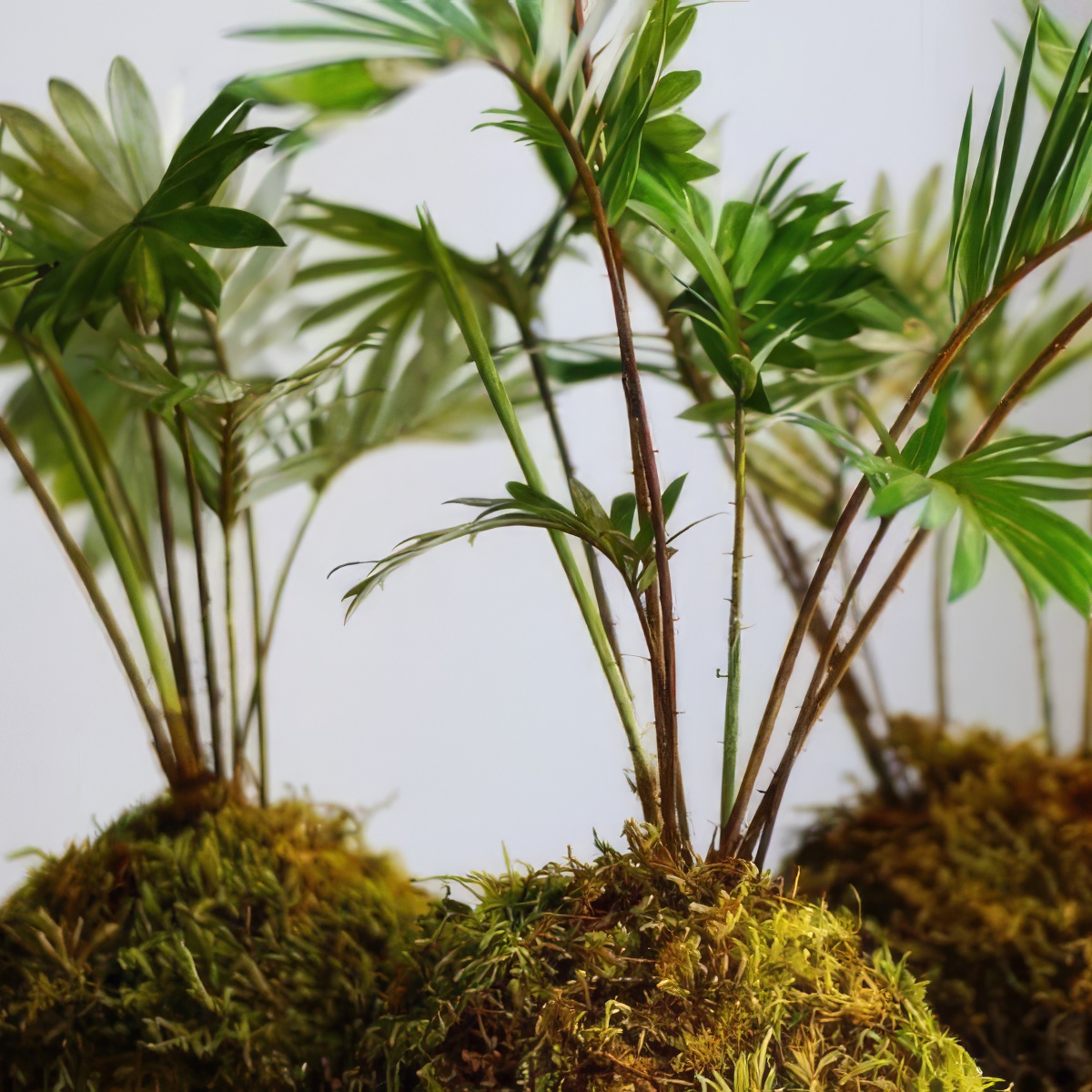 Kokedama – stwórz własny wiszący ogród | Warszawa