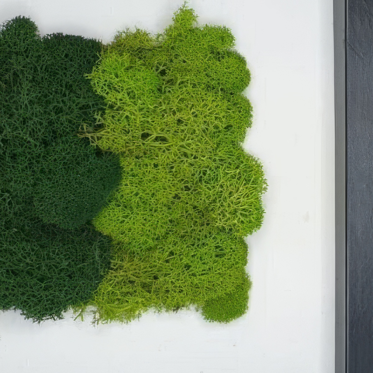 Stwórz własny obraz z mchu | Warszawa