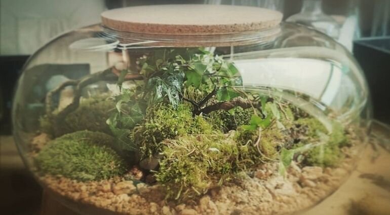 Stwórz własny Las w Słoiku | Bydgoszcz