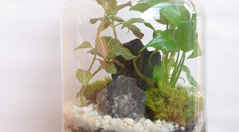 Stwórz własny Las w Słoiku | Olsztyn