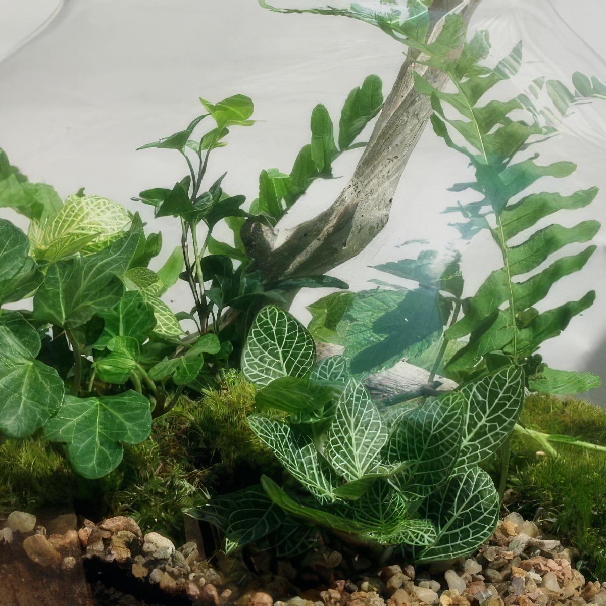 Stwórz własny Las w Słoiku | Olsztyn