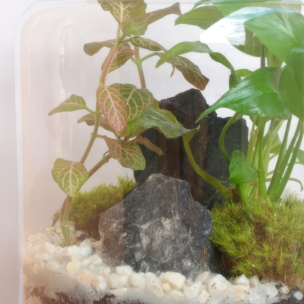 Stwórz własny Las w Słoiku | Olsztyn