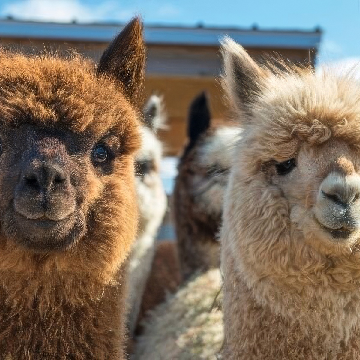 Rodzinne spotkanie z Alpaką | Kielce (Sobków)