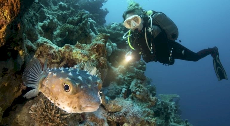 Kurs nurkowania (PADI/SSI/PSAI/SDI/IDF) | Częstochowa