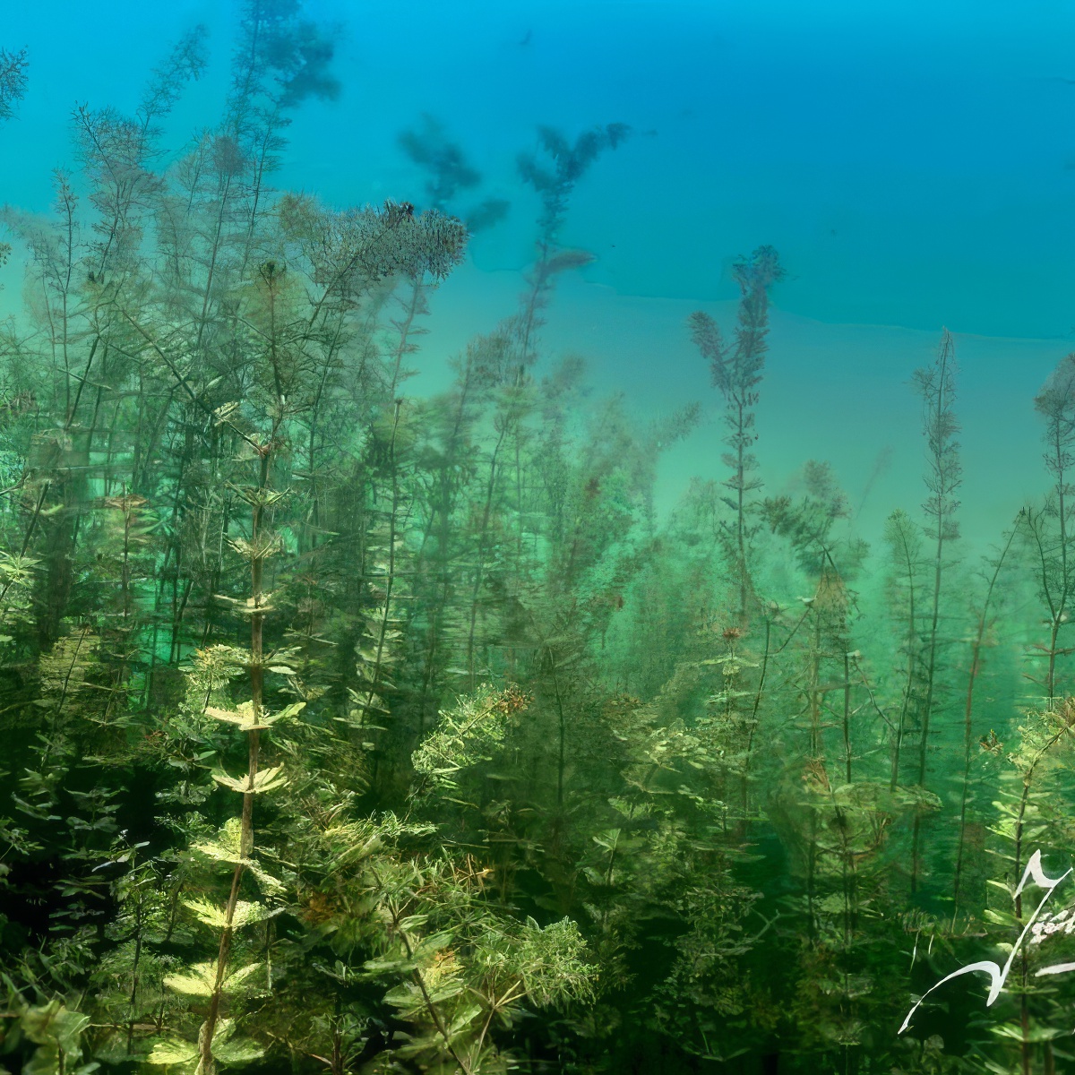 Nurkowanie w podwodnym lesie | Konin