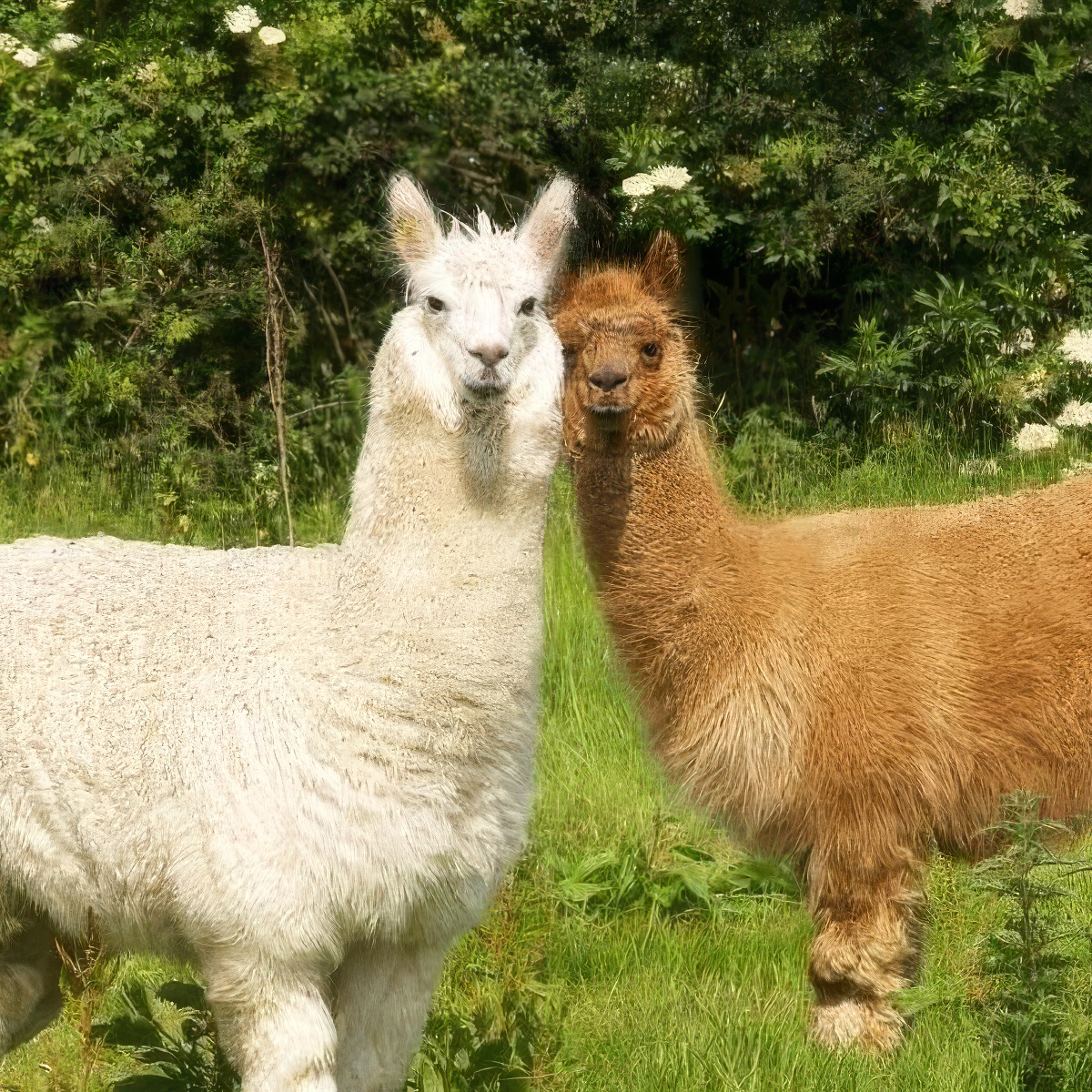 Spacer z Alpaką | Rzeszów (Świlcza)