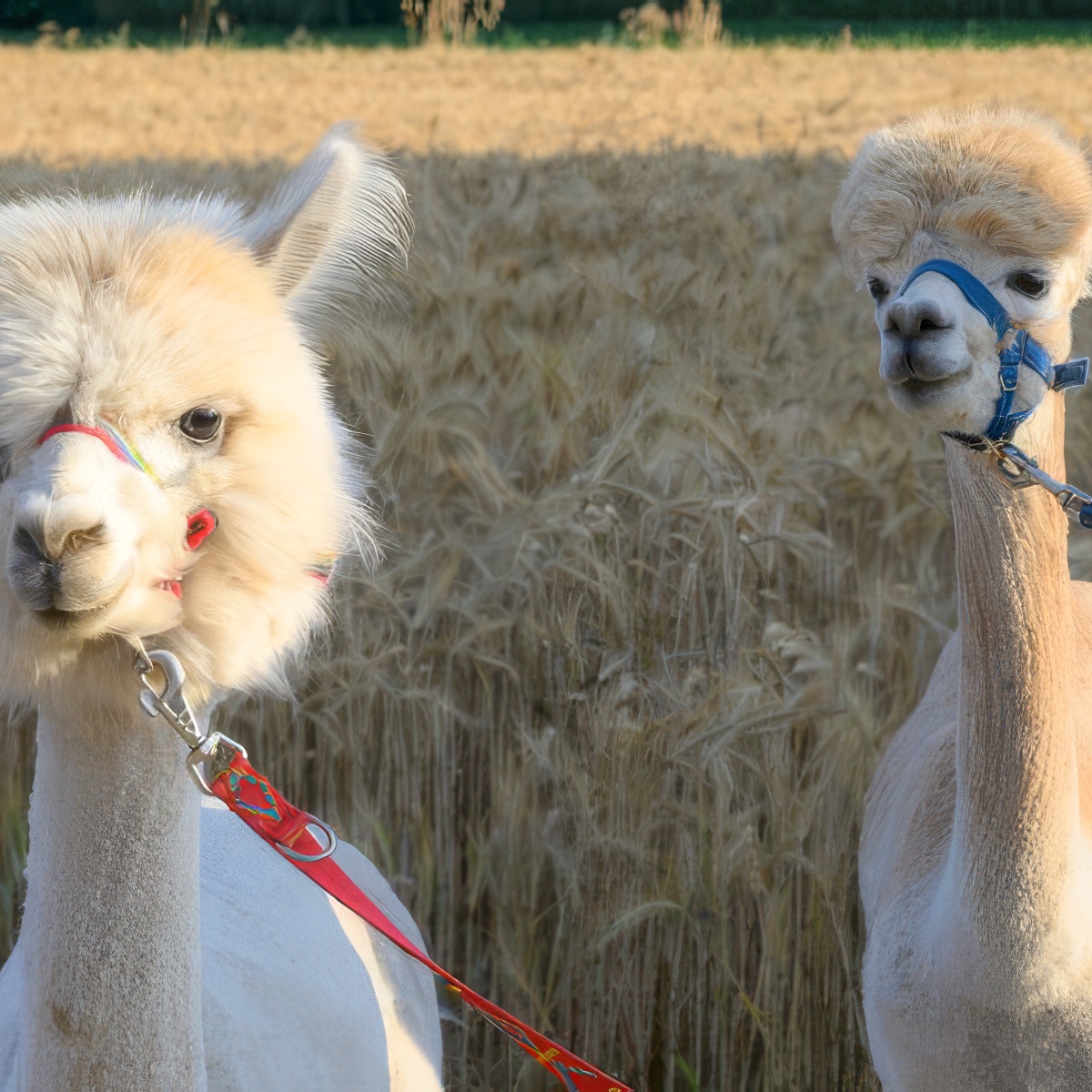 Spacer z Alpaką | Poznań (Lusowo)