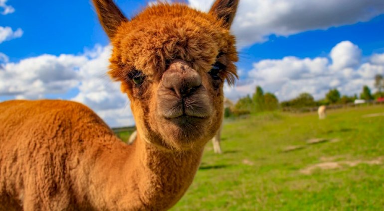 Spacer z Alpaką | Inowrocław (Chełmce)