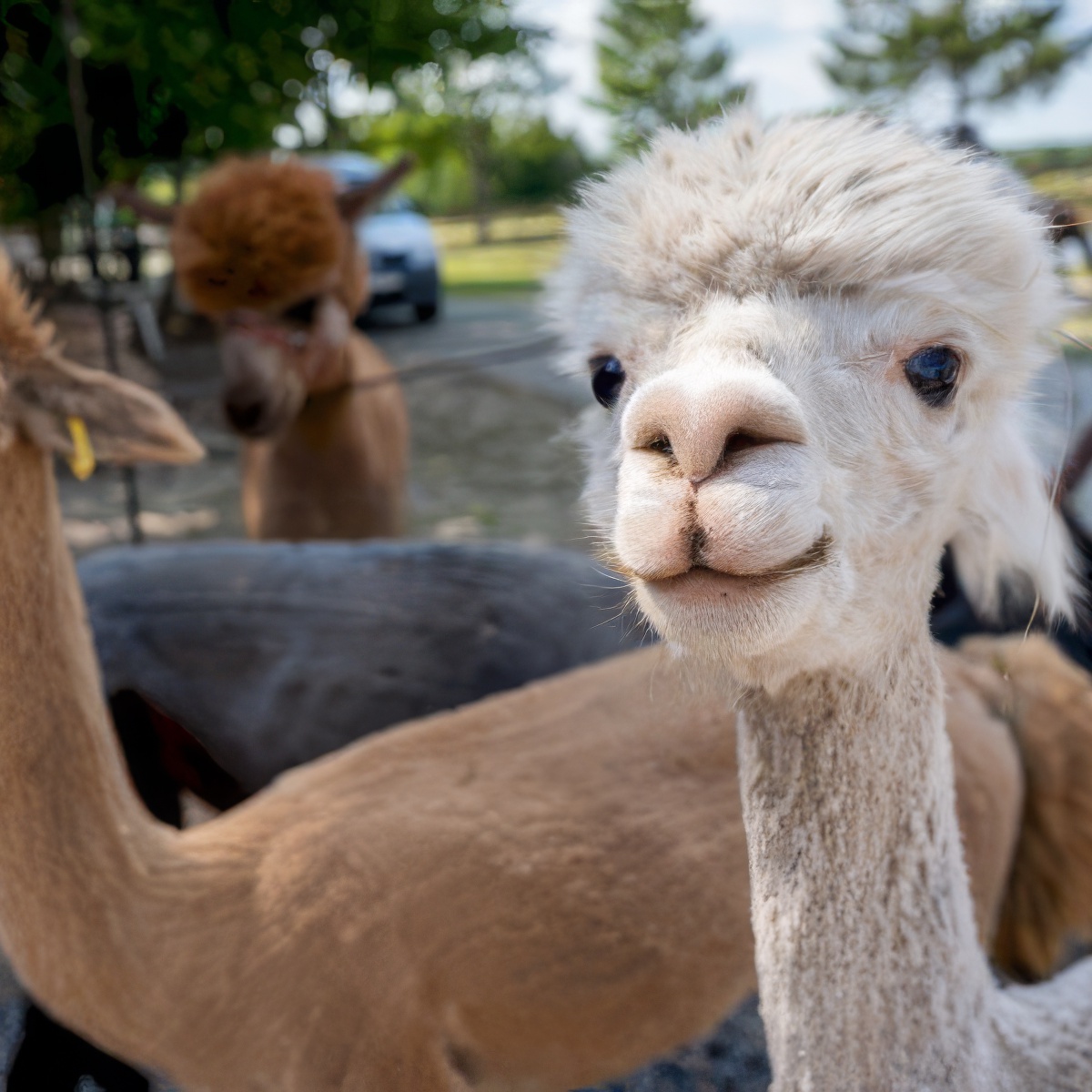 Spacer z Alpaką | Warszawa (Żuków)