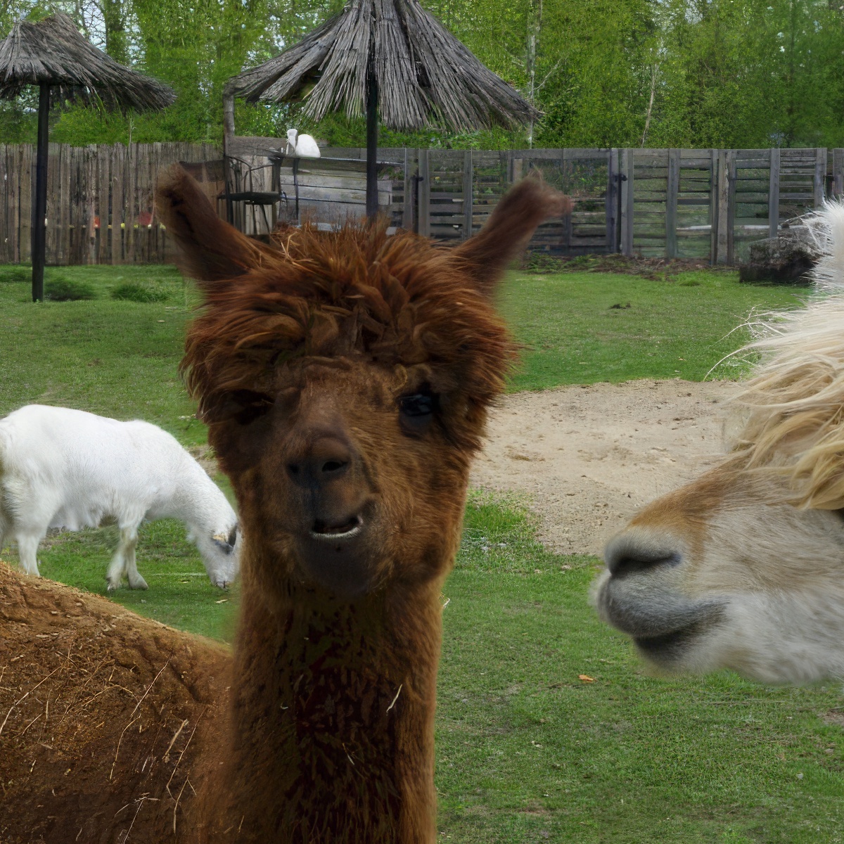 Rodzinne spotkanie z Alpaką | Białystok (Turośń Kościelna)
