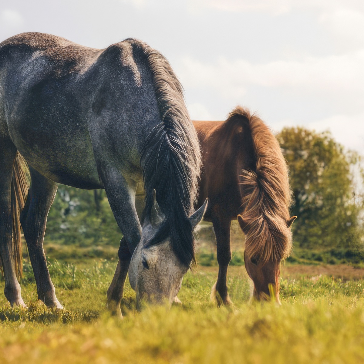 Hipoterapia | Poznań