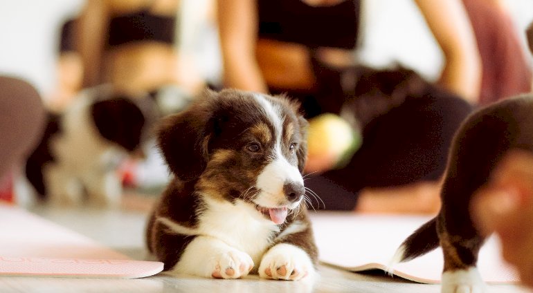 Puppy joga | Rzeszów