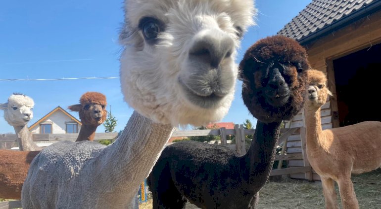 Rodzinne spotkanie z Alpaką | Wrocław