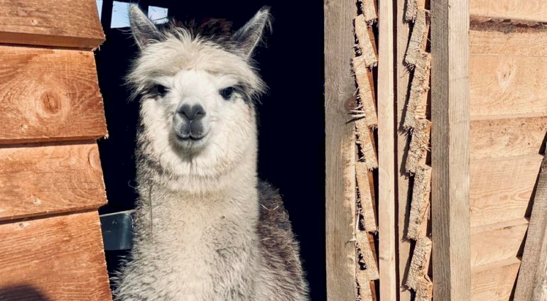 Rodzinne spotkanie z Alpaką | Wrocław