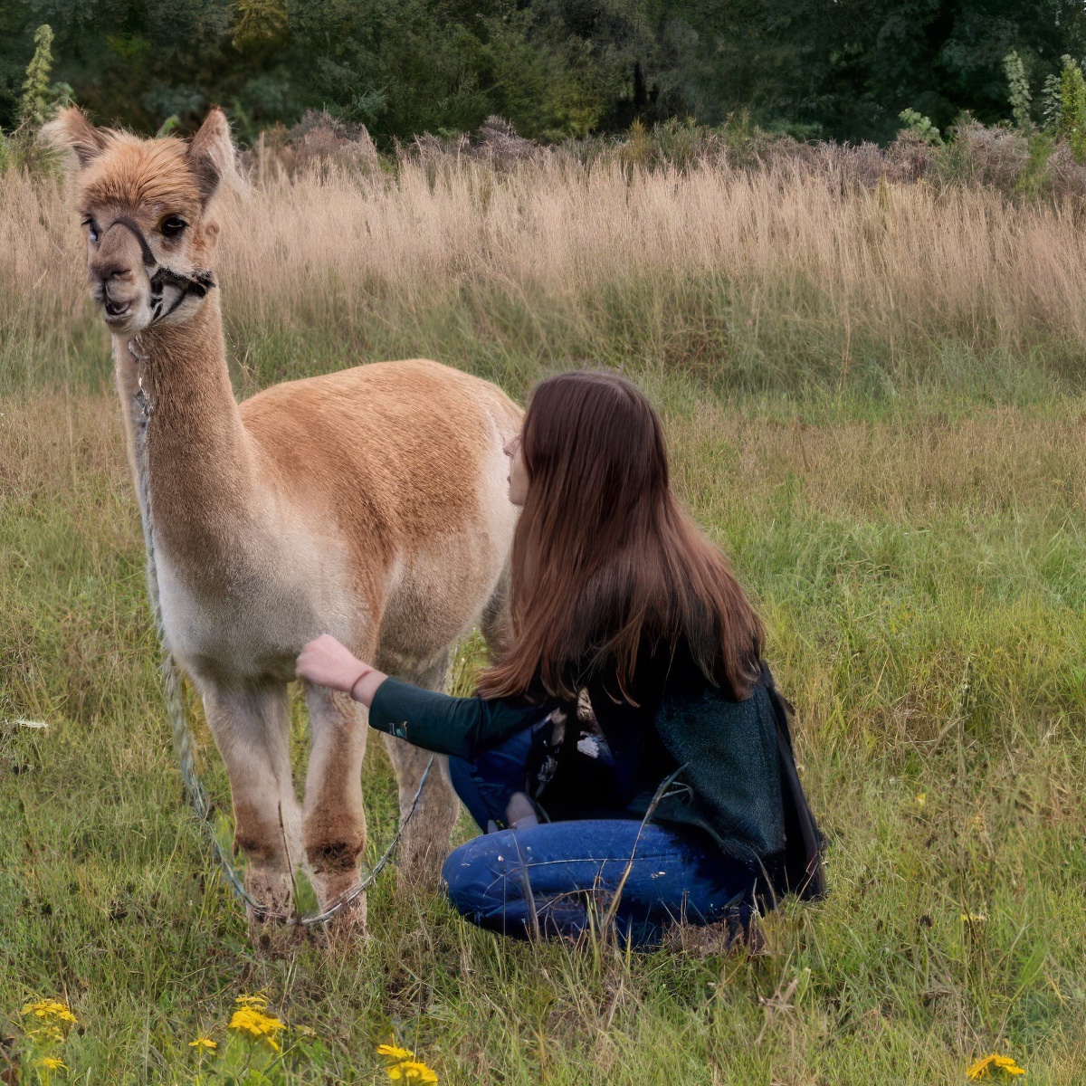 Spacer z Alpaką | Kraków