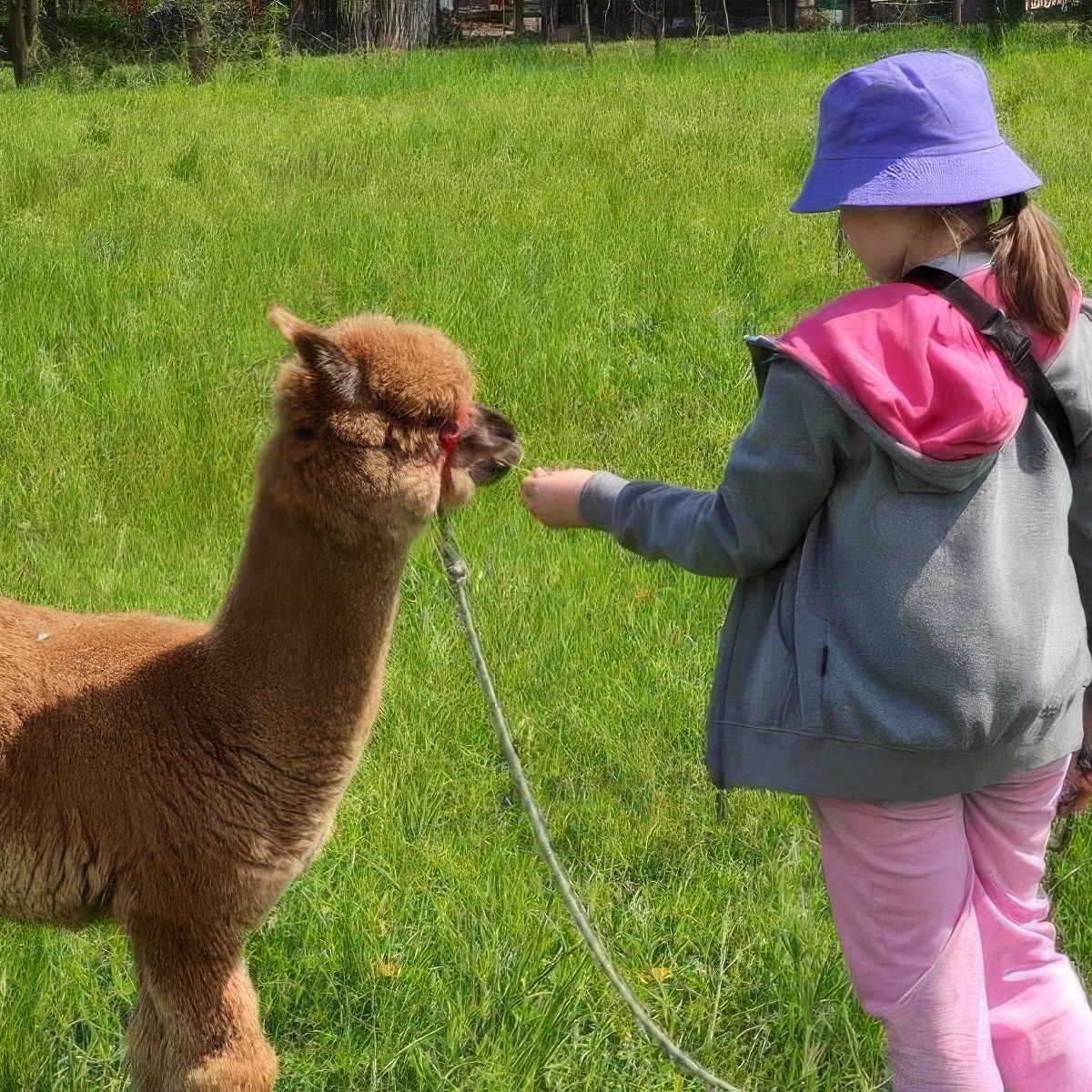 Spacer z Alpaką | Kraków