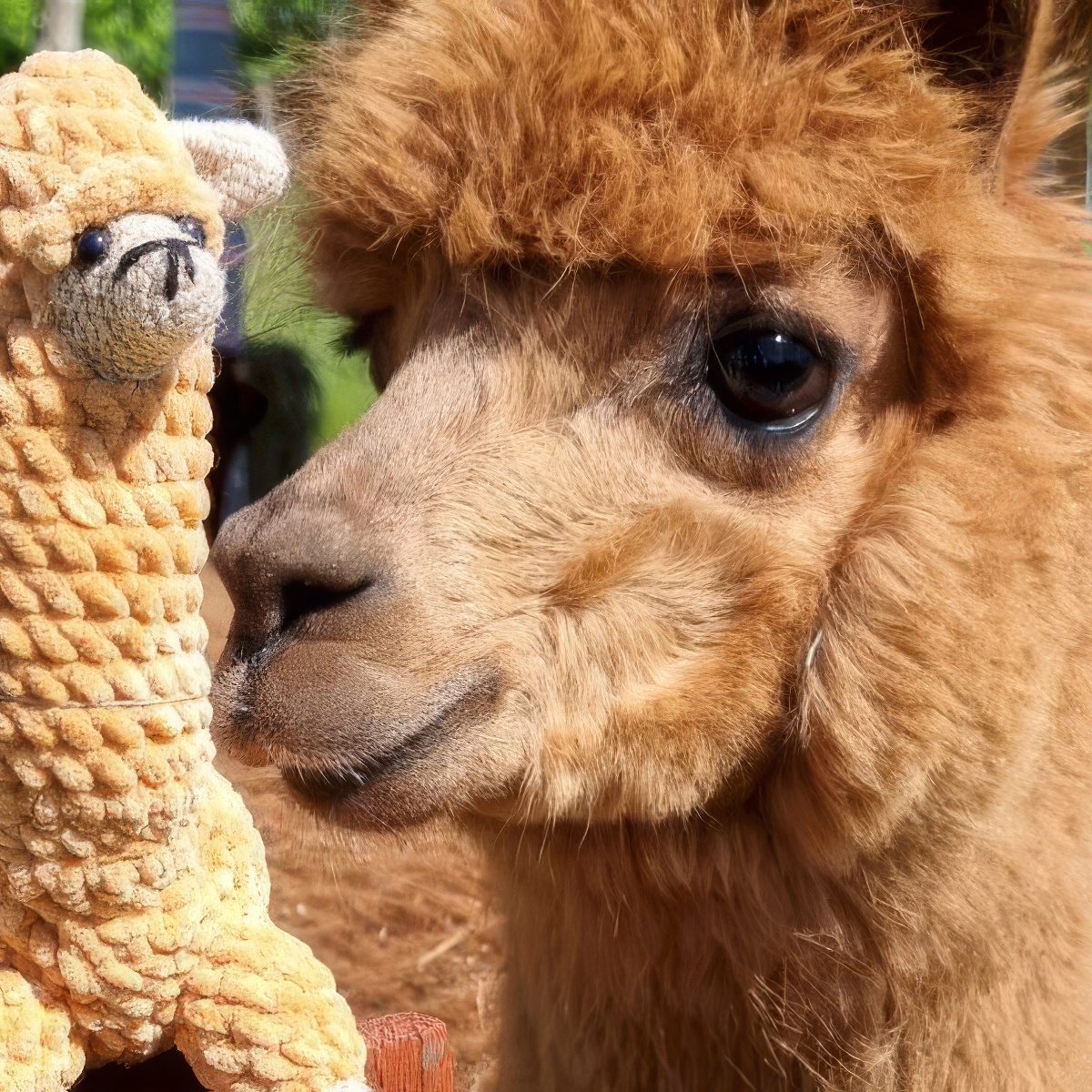 Spacer z Alpaką | Jelenia Góra (Szklarska Poręba)