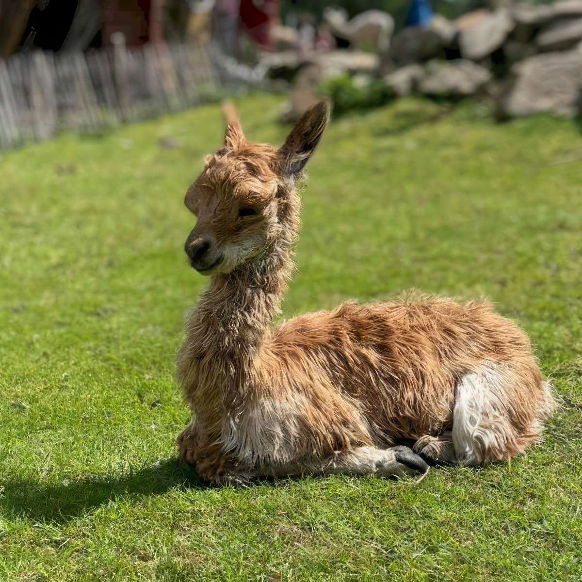 Rodzinne spotkanie z Alpaką | Jelenia Góra (Proszówka)