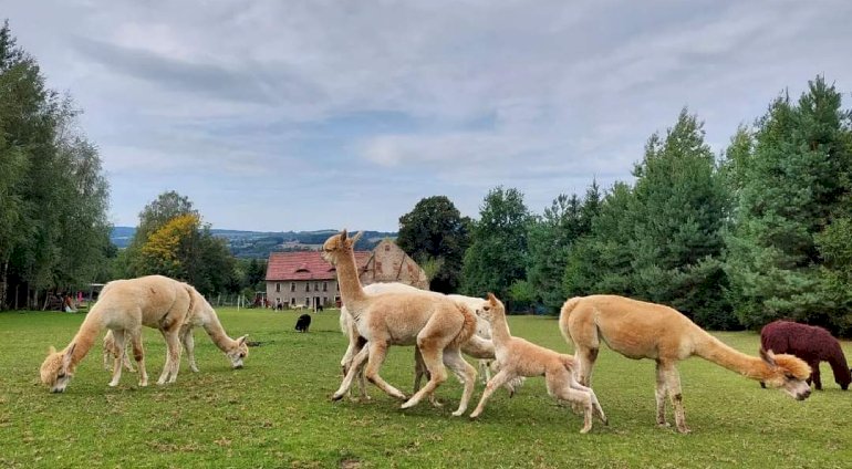 Rodzinne spotkanie z Alpaką | Jelenia Góra (Proszówka)