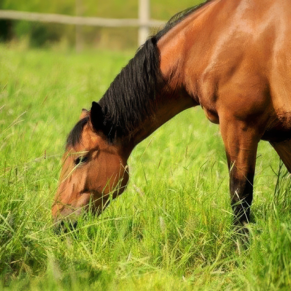 Hipoterapia | Rzeszów (Chmielnik)