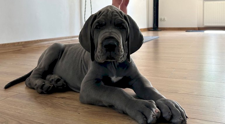 Puppy joga | Gdynia