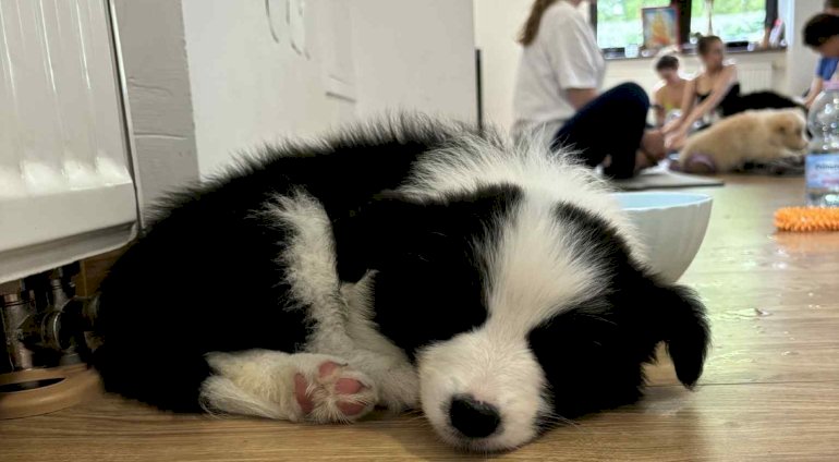 Puppy joga | Gdańsk