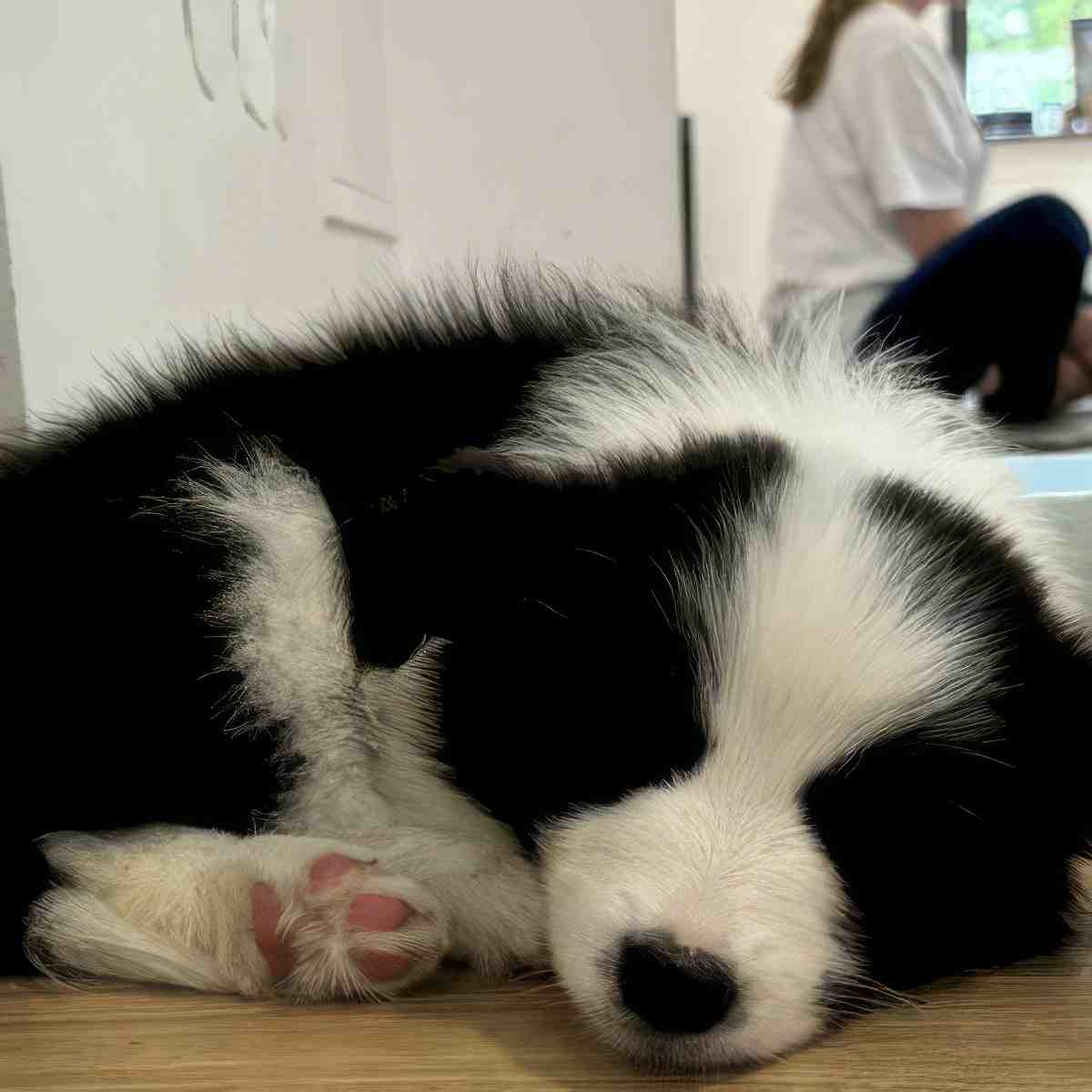 Puppy joga | Gdańsk