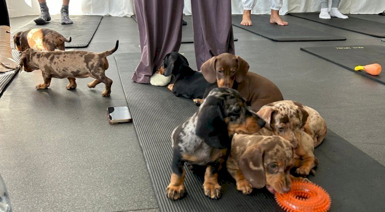 Puppy joga | Grudziądz