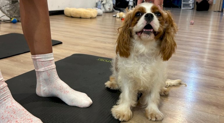 Puppy joga | Bydgoszcz