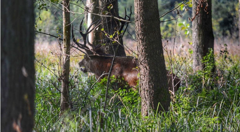 Bezkrwawe Łowy - czyli polowanie z aparatem - Wersja 2-dniowa (36 godzin) 1