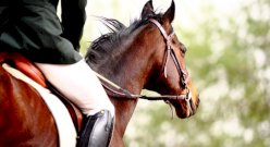 Kurs jazdy konnej online